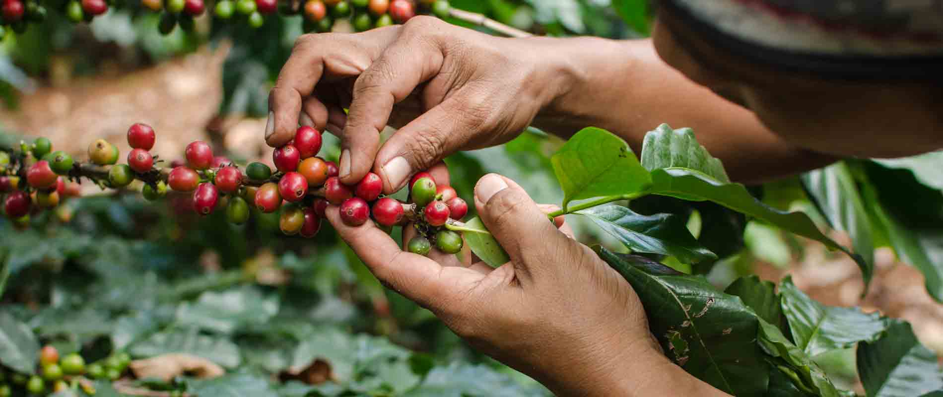 Где выращивают кофе